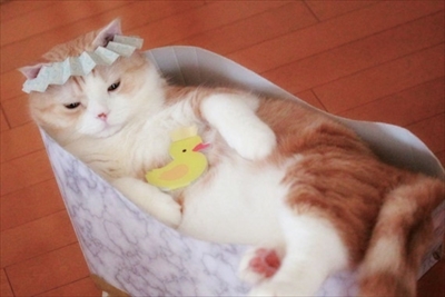 フェリシモ　バスタブ型猫の爪とぎ