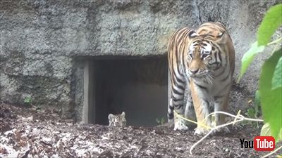 旭山動物園アムールトラ