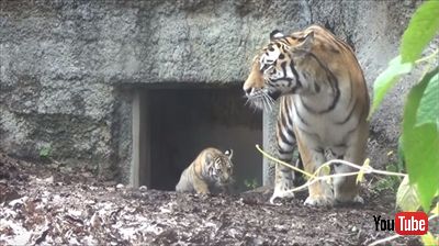 旭山動物園アムールトラ