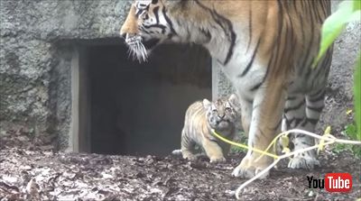旭山動物園アムールトラ