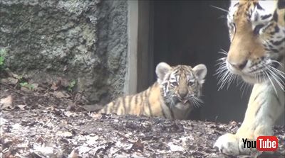 旭山動物園アムールトラ