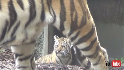 旭山動物園アムールトラ
