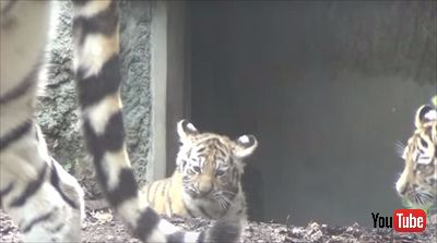旭山動物園アムールトラ