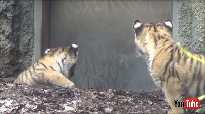 旭山動物園アムールトラ