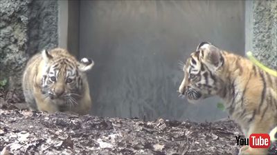 旭山動物園アムールトラ