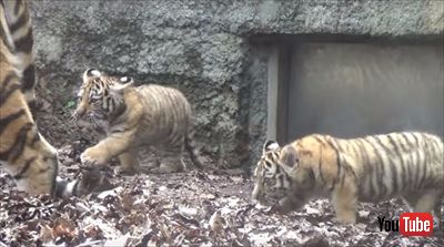 旭山動物園アムールトラ