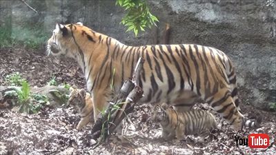 旭山動物園アムールトラ