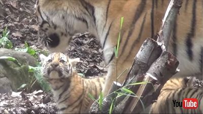 旭山動物園アムールトラ