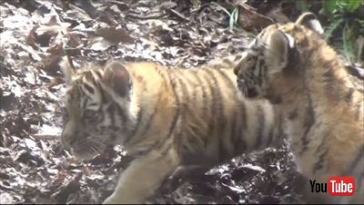 旭山動物園アムールトラ