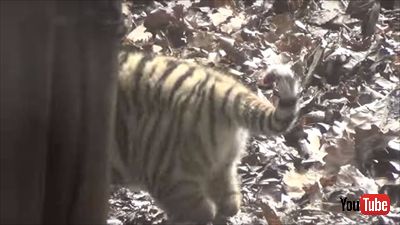 旭山動物園アムールトラ