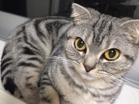 ねとらぼ生物部編集長