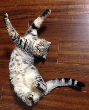 ねとらぼ生物部編集長