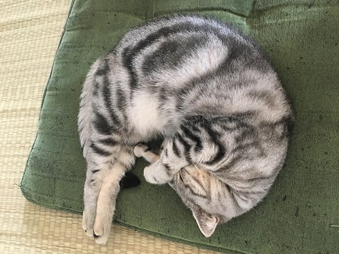 ねとらぼ生物部編集長