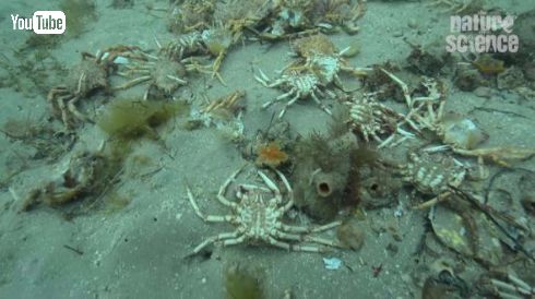 カニ 大集合 脱皮