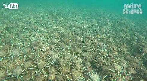 カニ 大集合 脱皮