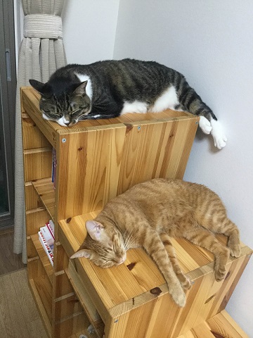 ねとらぼ生物部編集長