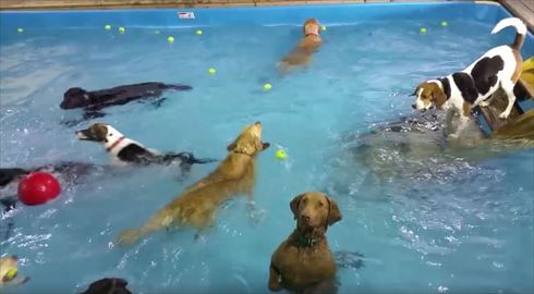 泳がないワンコ