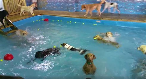 泳がないワンコ