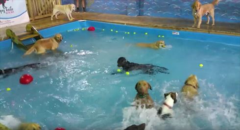 泳がないワンコ