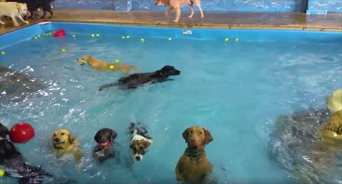 泳がないワンコ