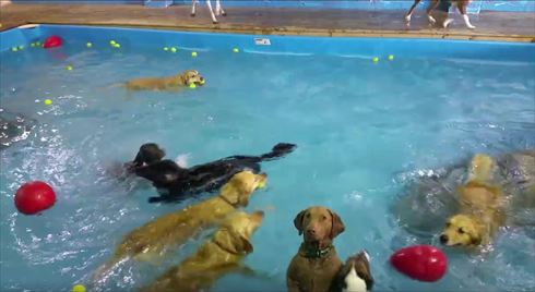 泳がないワンコ