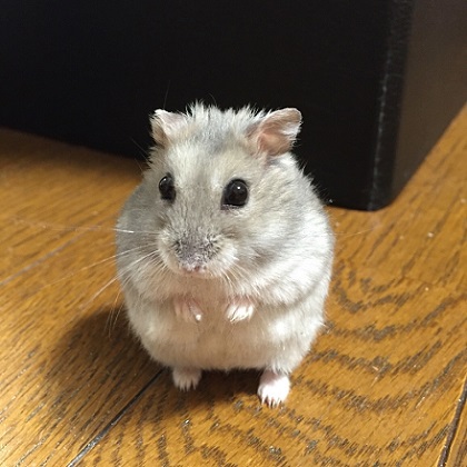 ねとらぼ生物部編集長