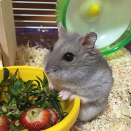 ねとらぼ生物部編集長