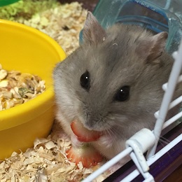 ねとらぼ生物部編集長