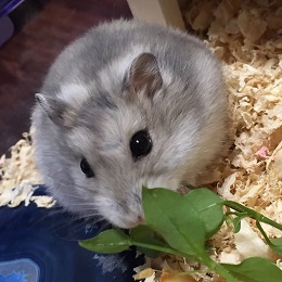 ねとらぼ生物部編集長