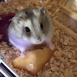 ねとらぼ生物部編集長