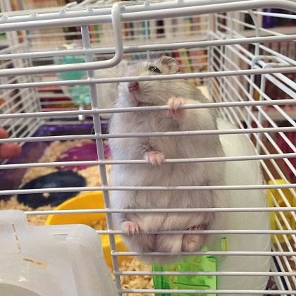 ねとらぼ生物部編集長