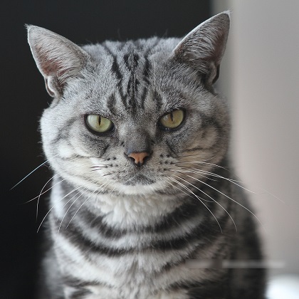 ねとらぼ生物部編集長