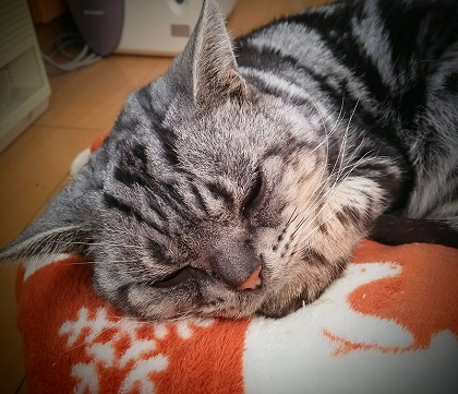 ねとらぼ生物部編集長