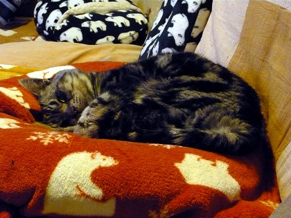 ねとらぼ生物部編集長