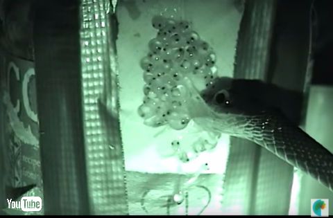 アカメアマガエル