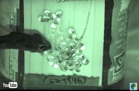 アカメアマガエル