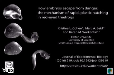 アカメアマガエル