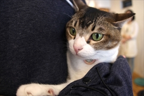 サマーにゃんガルーパーカー