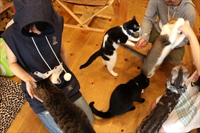 サマーにゃんガルーパーカー