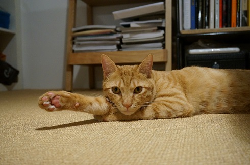 ねとらぼ生物部編集長