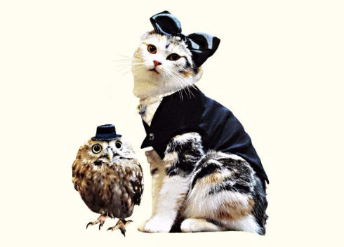 ニャンクラ GIFT マリモ フク