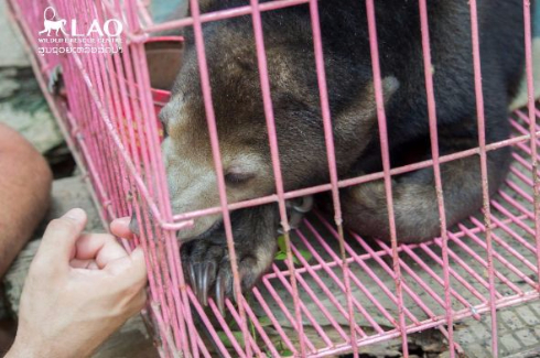 小熊 クラウドファンディング ラオス