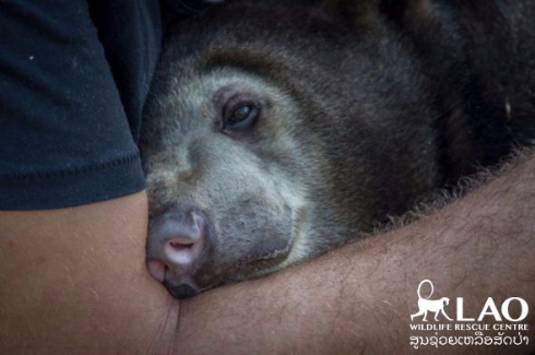 小熊 クラウドファンディング ラオス