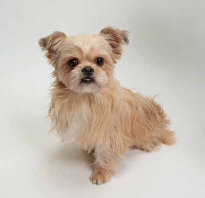 ねとらぼ生物部編集長