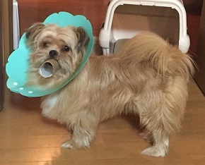 ねとらぼ生物部編集長