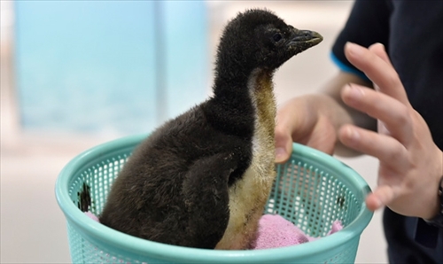 大阪・海遊館　ミナミイワトビペンギン