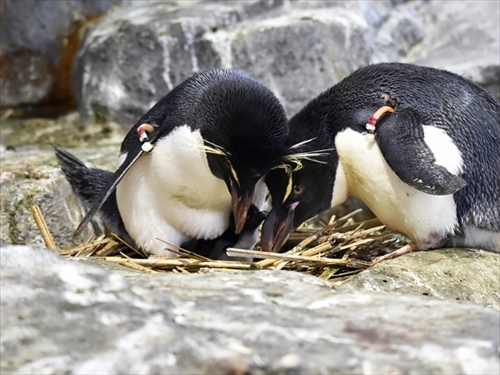 大阪・海遊館　ミナミイワトビペンギン