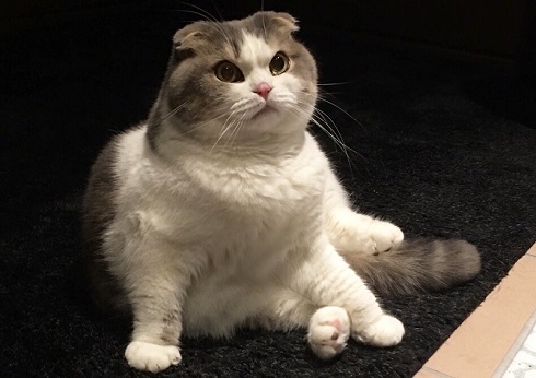 ねとらぼ生物部編集長