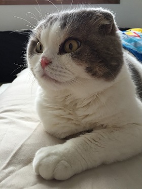 ねとらぼ生物部編集長