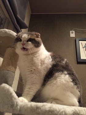 ねとらぼ生物部編集長